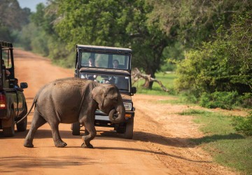baby-olifant-jeep-safari-yala-national-park-sri-lanka-travel