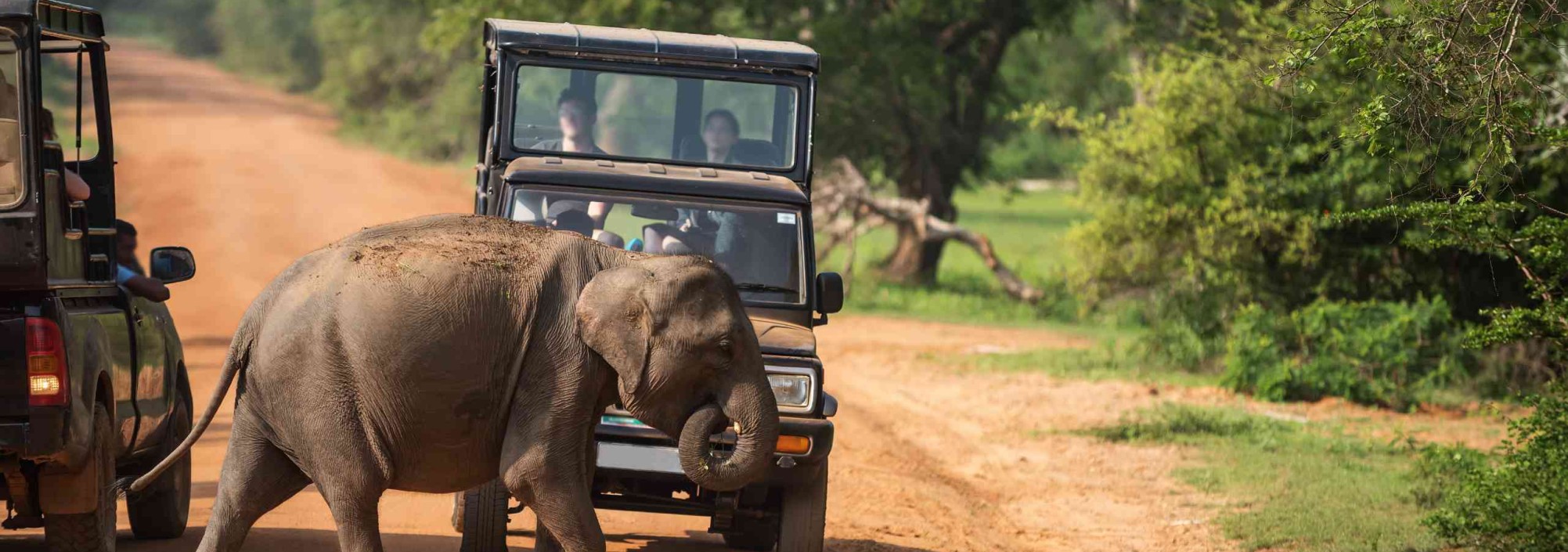 baby-olifant-jeep-safari-yala-national-park-sri-lanka-travel