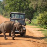 baby-olifant-jeep-safari-yala-national-park-sri-lanka-travel
