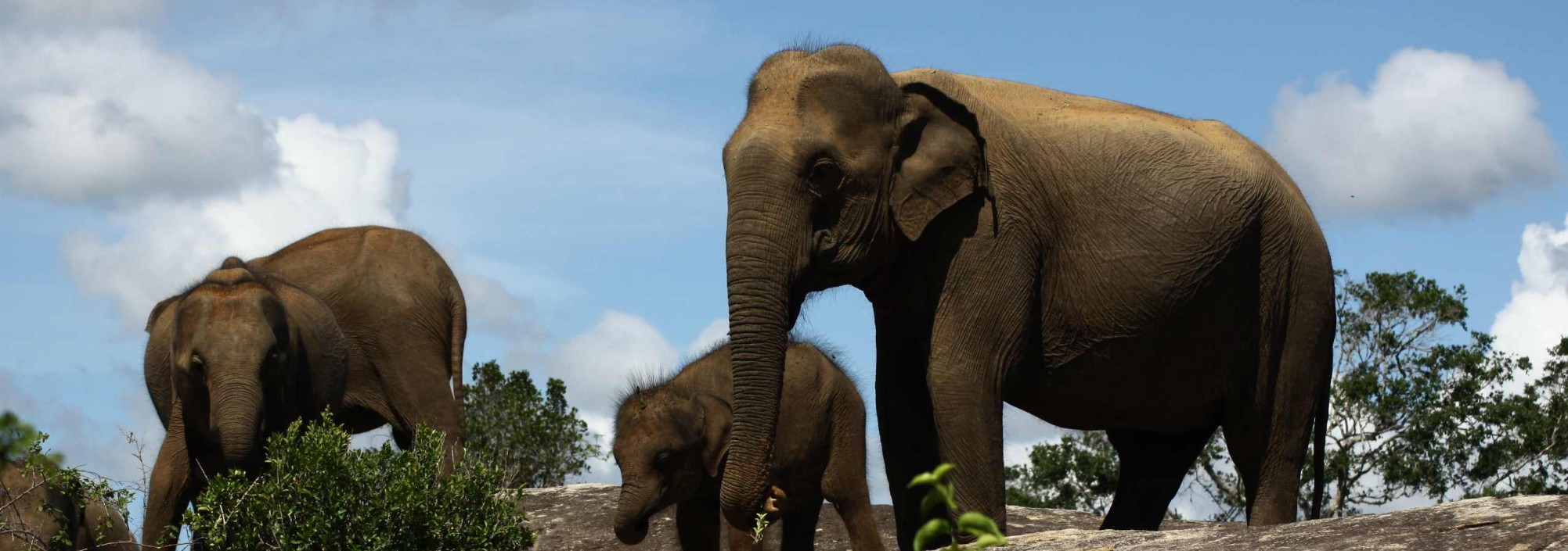 elephants-cinnamon-wild-yala-picture-by-cinnamon