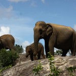 elephants-cinnamon-wild-yala-picture-by-cinnamon