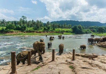 elephants-in-pinnawela-srilankatravel