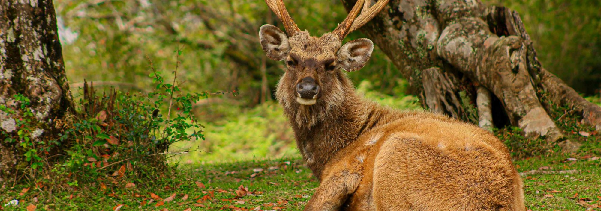 hortain-plains-national-park-srilanka