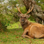hortain-plains-national-park-srilanka