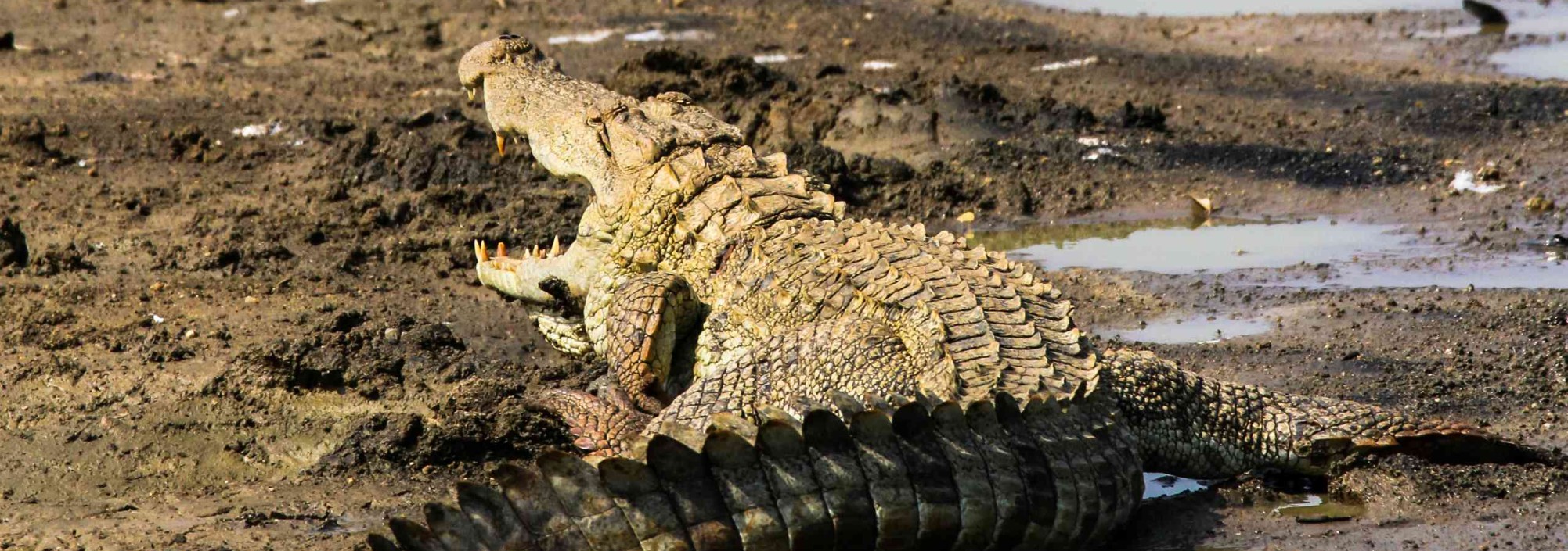 krokodil-yala-national-park-wildlife-sri-lanka