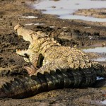 krokodil-yala-national-park-wildlife-sri-lanka