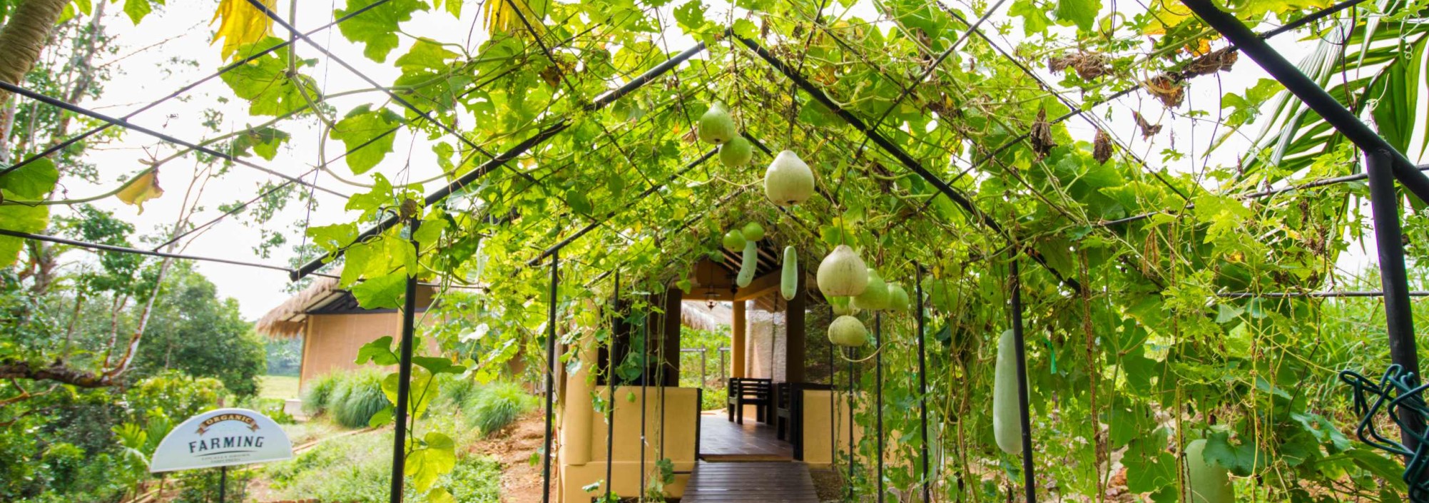 lake-serenity-garden-srilanka
