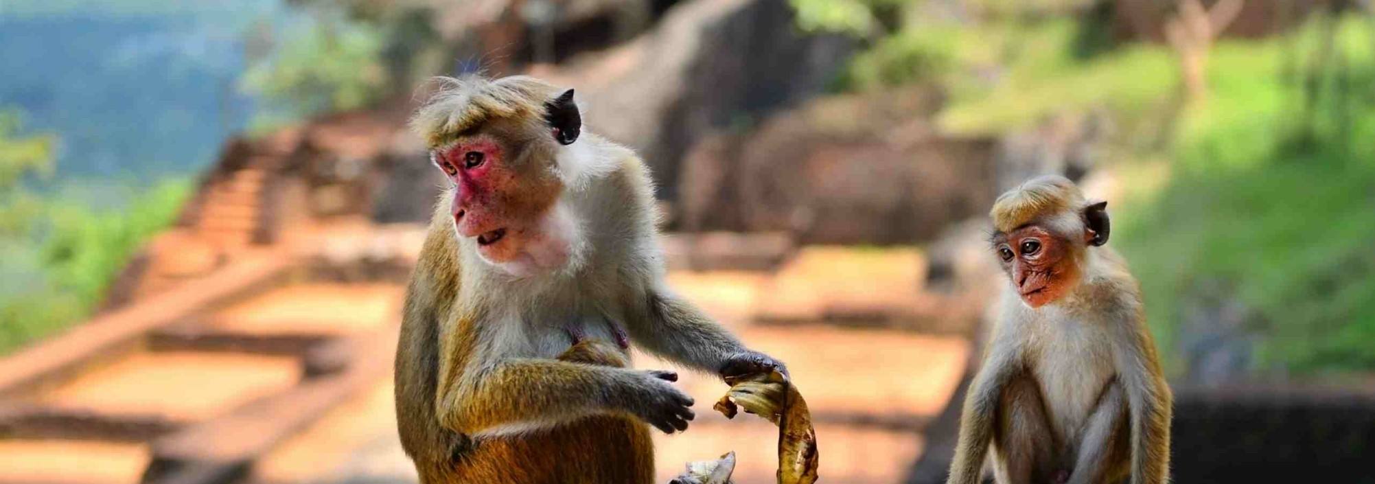 macaques-at-sigiriya-srilankatravel