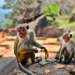 macaques-at-sigiriya-srilankatravel