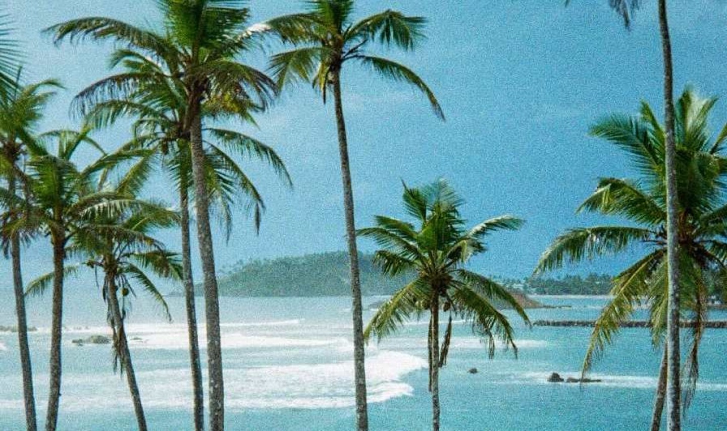 nature-palmtree-sri-lanka