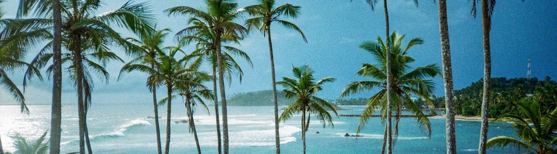 nature-palmtree-sri-lanka