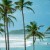 nature-palmtree-sri-lanka