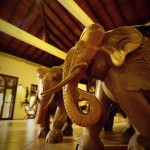 olifant-palm-garden-village