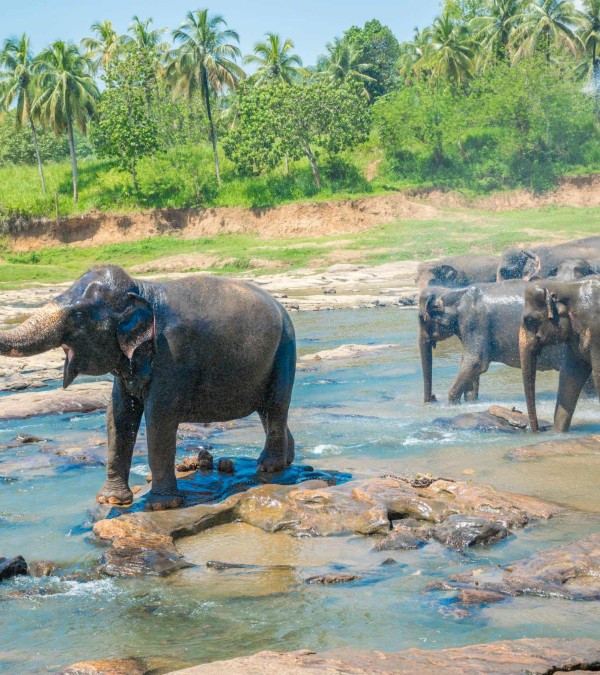 olifanten-yala-srilankatravel