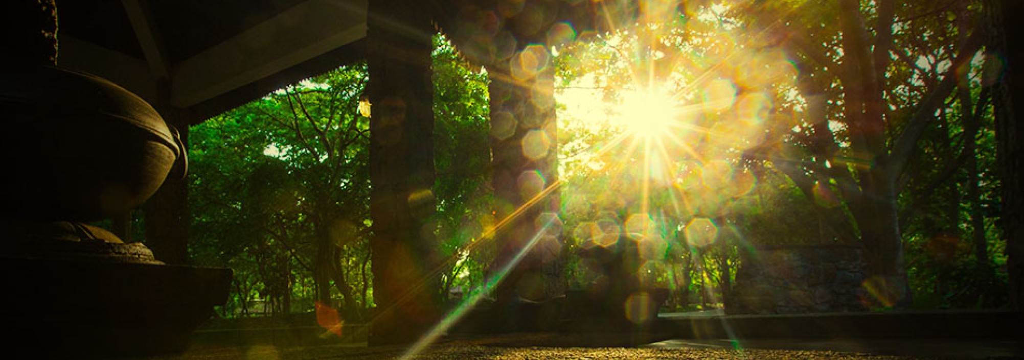 palm-garden-anuradhapura