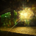 palm-garden-anuradhapura