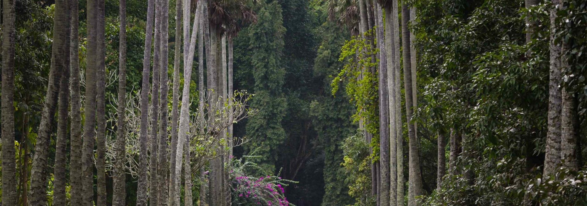 palmbomen-in-peradeniya-kandy-srilankatravel