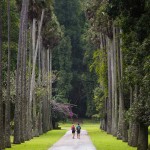 palmbomen-in-peradeniya-kandy-srilankatravel