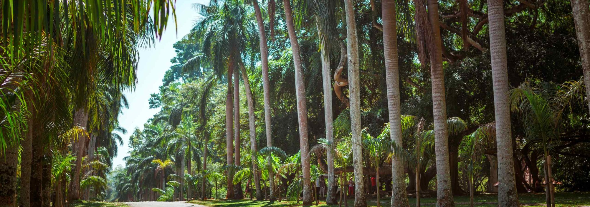 palmbomen-peradeniya-srilankatravel