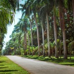 palmbomen-peradeniya-srilankatravel
