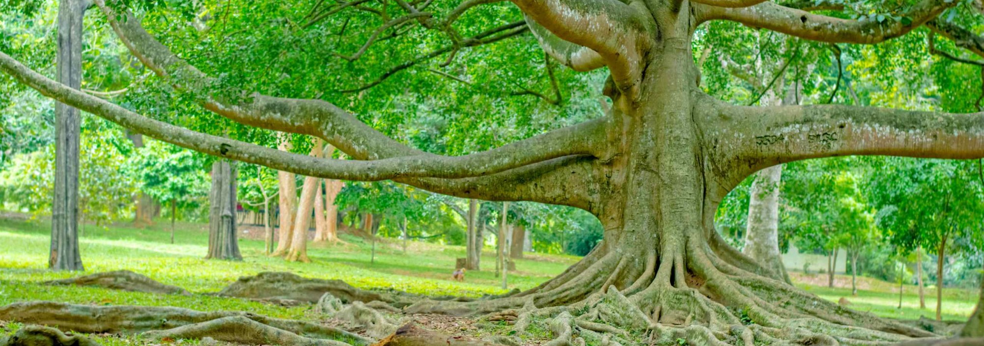 peradeniya-botanische-tuinen-srilankatravel