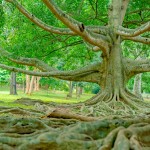 peradeniya-botanische-tuinen-srilankatravel