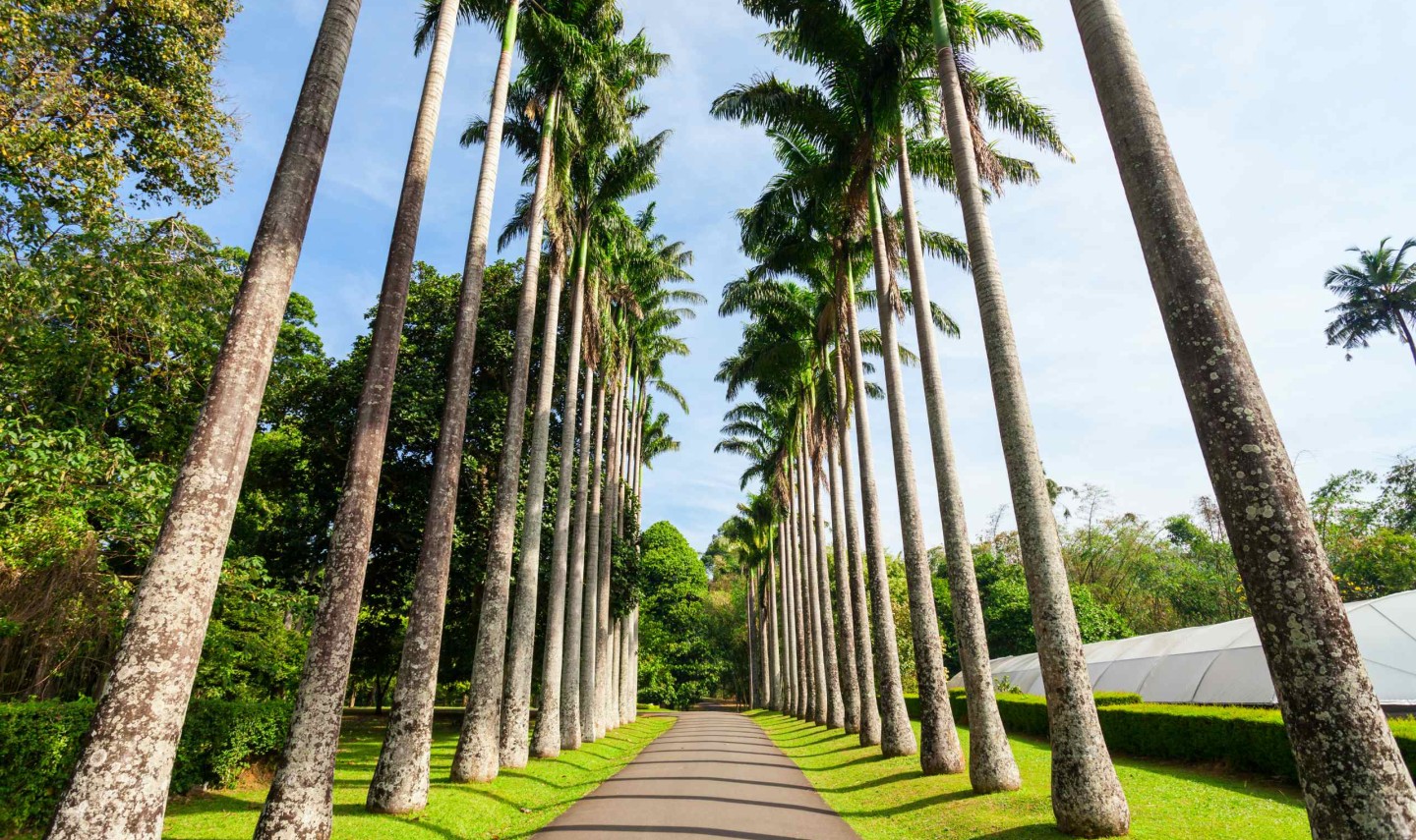 peradeniya-kandy-srilanka
