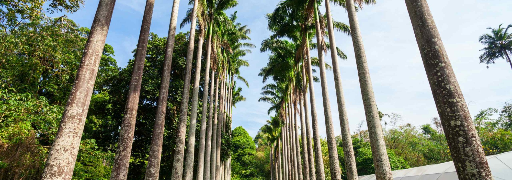 peradeniya-kandy-srilanka