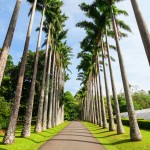peradeniya-kandy-srilanka