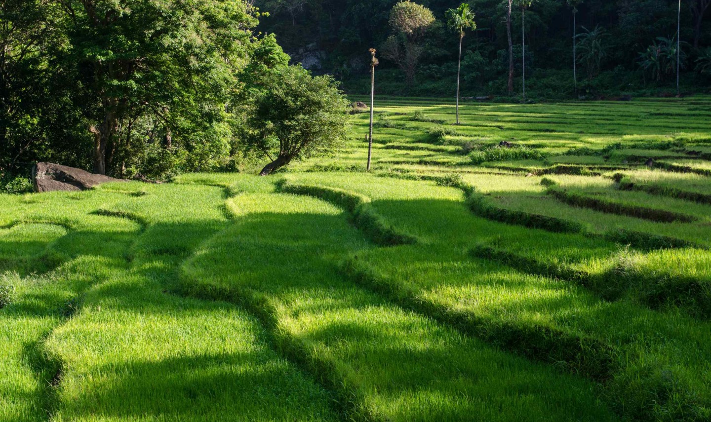rijstvelden-knuckles-range