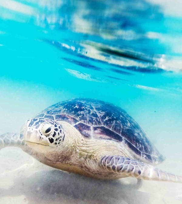 schildpad-hikkaduwa-sri-lanka-travel