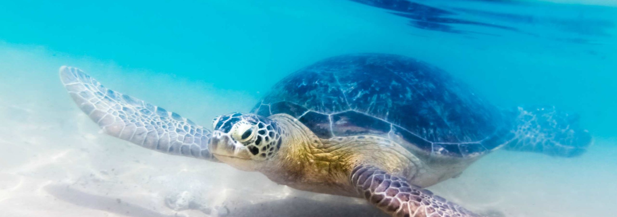 schildpad-hikkaduwa-srilankatravel
