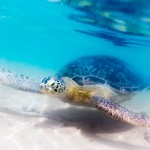 schildpad-hikkaduwa-srilankatravel