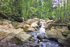 singharaja-forest-sri-lanka-travel