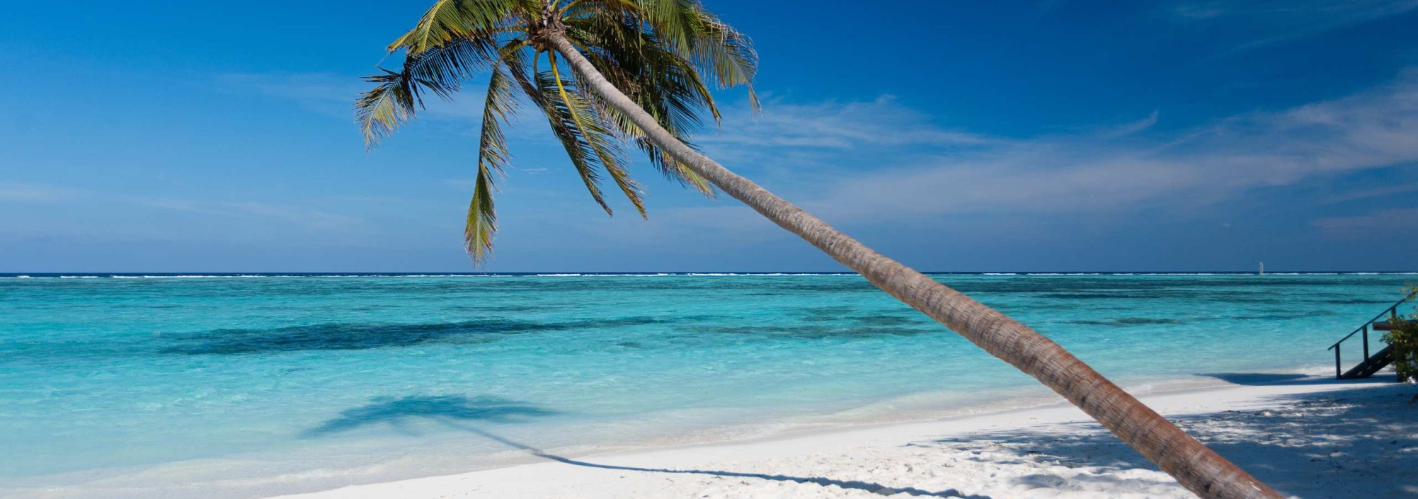 strand-palmboom-meeru-island-resort-malediven