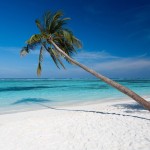 strand-palmboom-meeru-island-resort-malediven