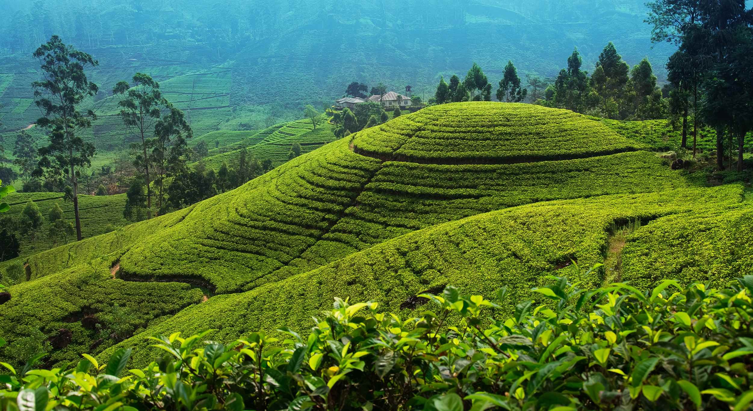 nuwara-eliya-sri-lanka-photo-on-sunsurfer