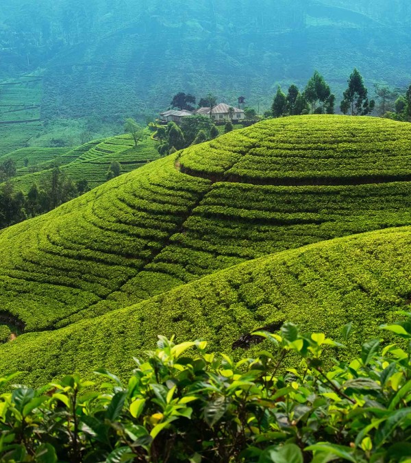 theeplantage-nuwara-eliya-srilanka-travel-1