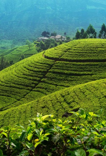 theeplantage-nuwara-eliya-srilanka-travel-1