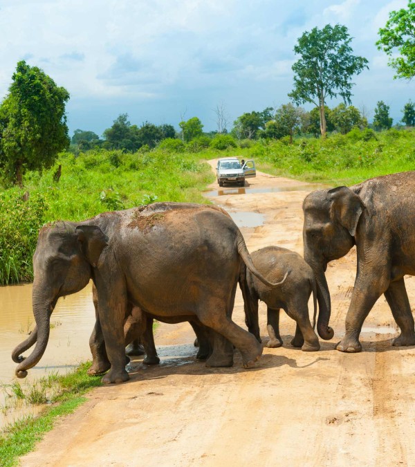 udawalawe-national-park-olifanten