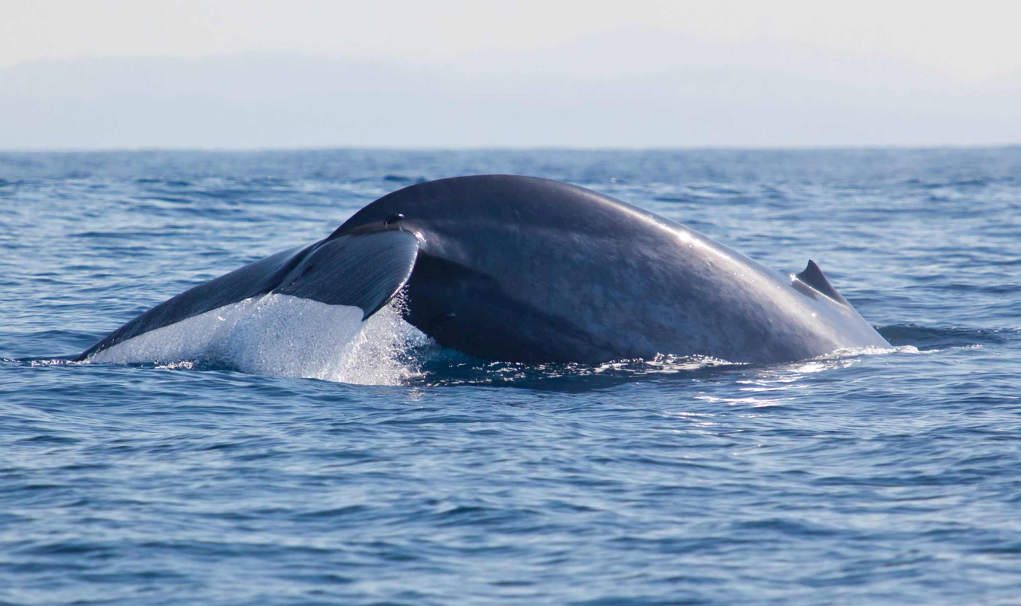 walvis-srilanka