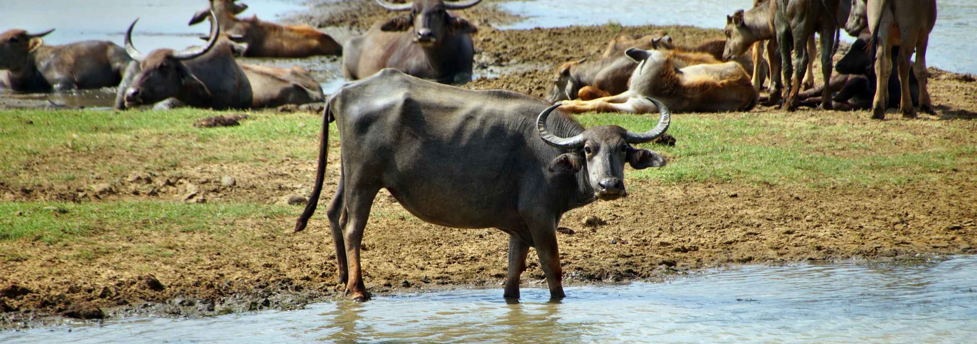 waterbuffel-yala-national-park-sri-lanka