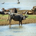 waterbuffel-yala-national-park-sri-lanka
