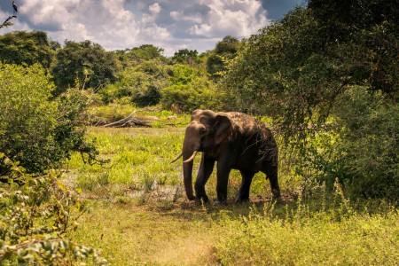 wildlife-yala-national-park-sri-lanka-travel