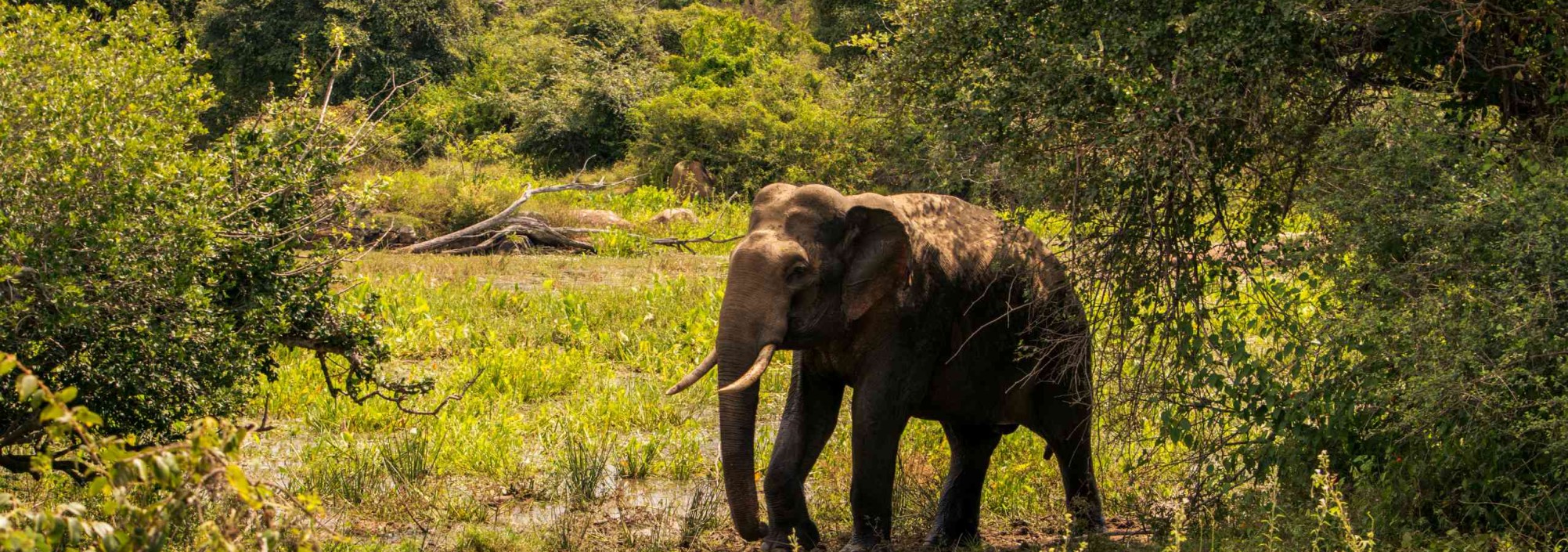 wildlife-yala-national-park-sri-lanka-travel