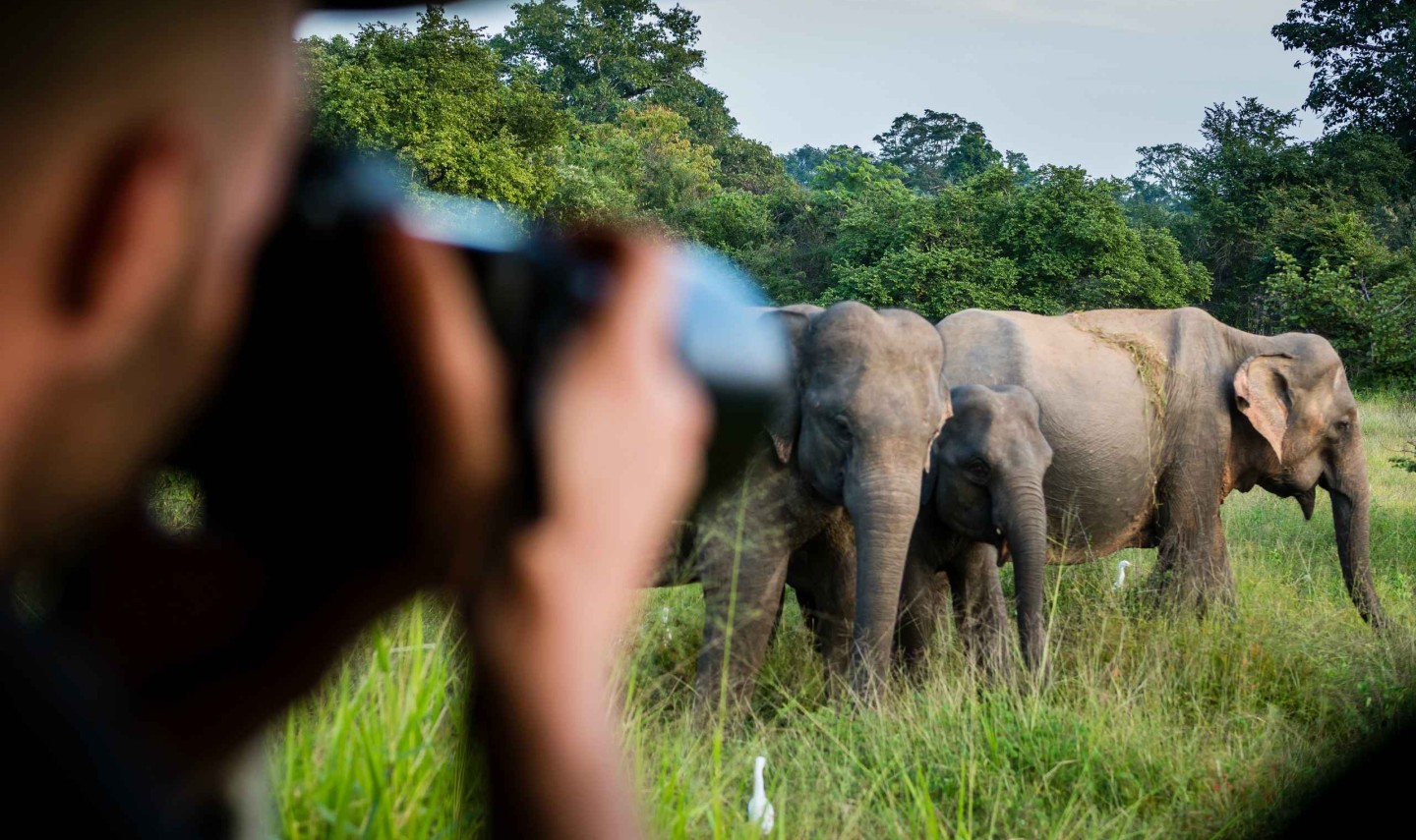 yala-national-park-olifanten-sri-lanka-travel