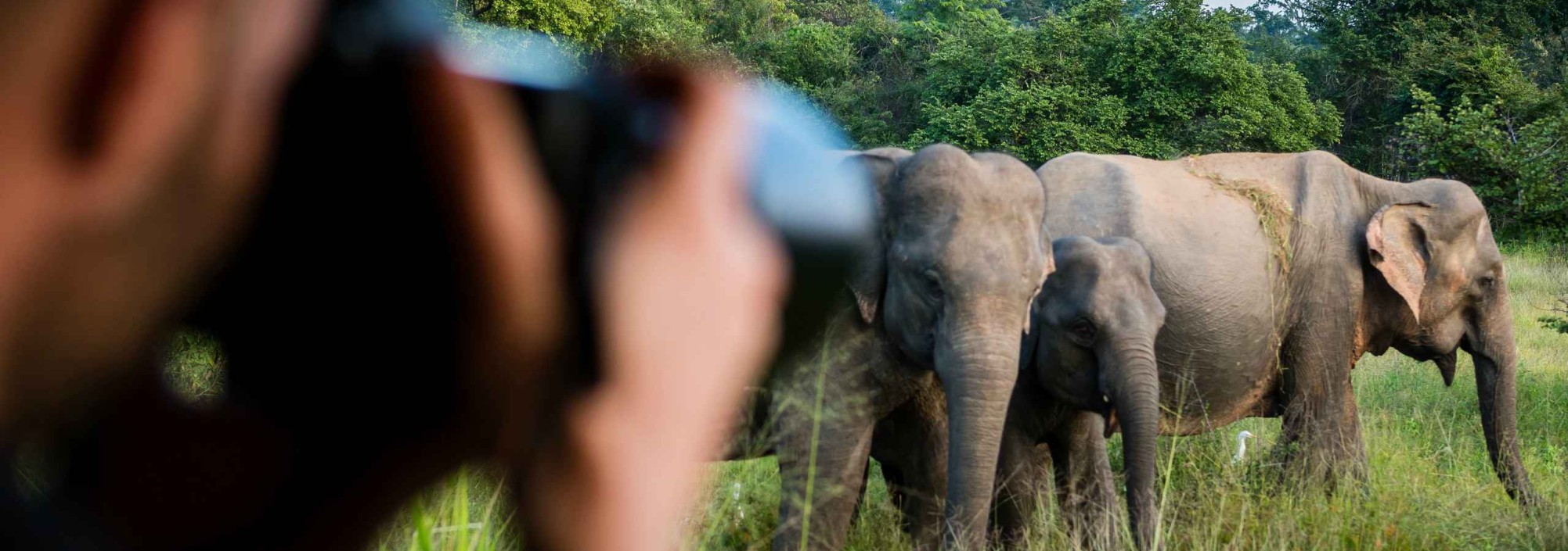 yala-national-park-olifanten-sri-lanka-travel
