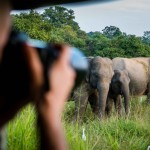 yala-national-park-olifanten-sri-lanka-travel