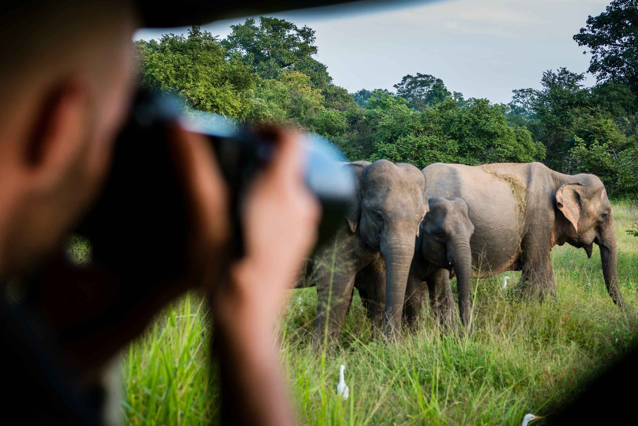 yala-national-park-olifanten-sri-lanka-travel