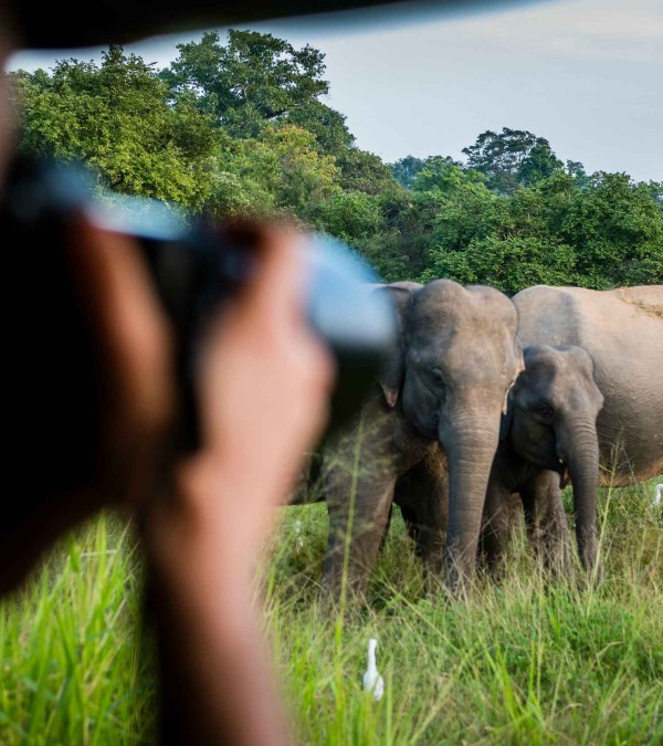 yala-national-park-olifanten-sri-lanka-travel